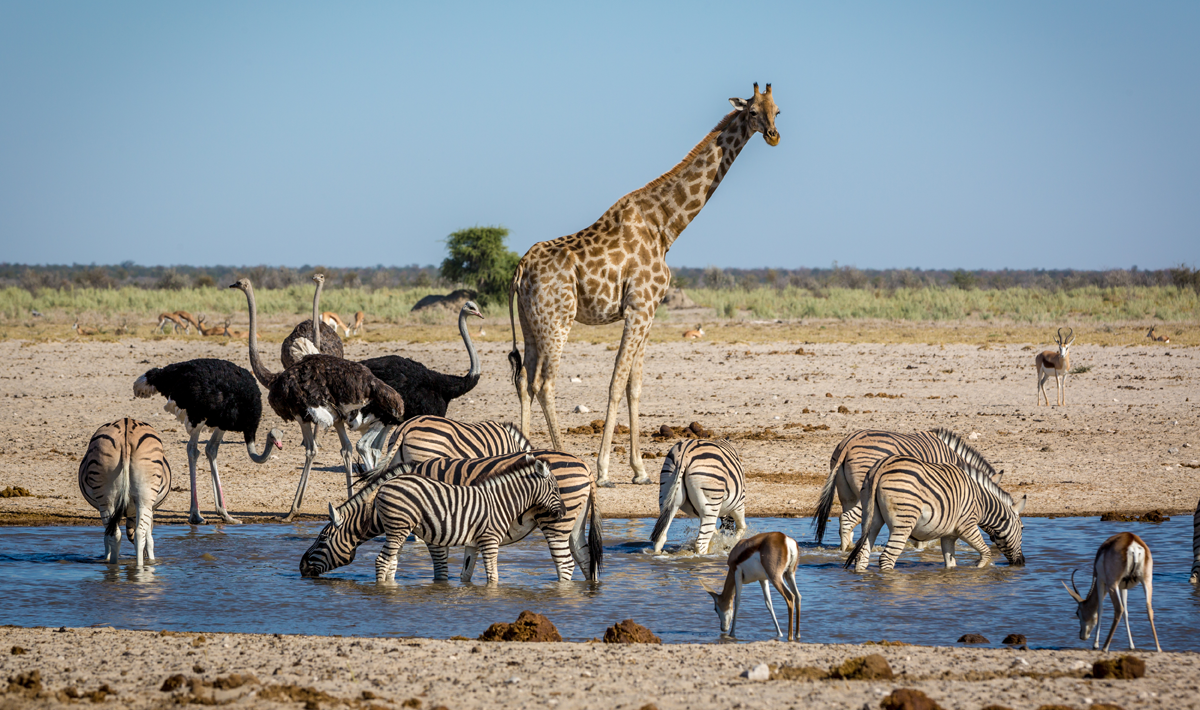 Оазис животные. Фауна Африки. Водопой в Африке с животными. Водопой в саванне. Зебра на водопое.
