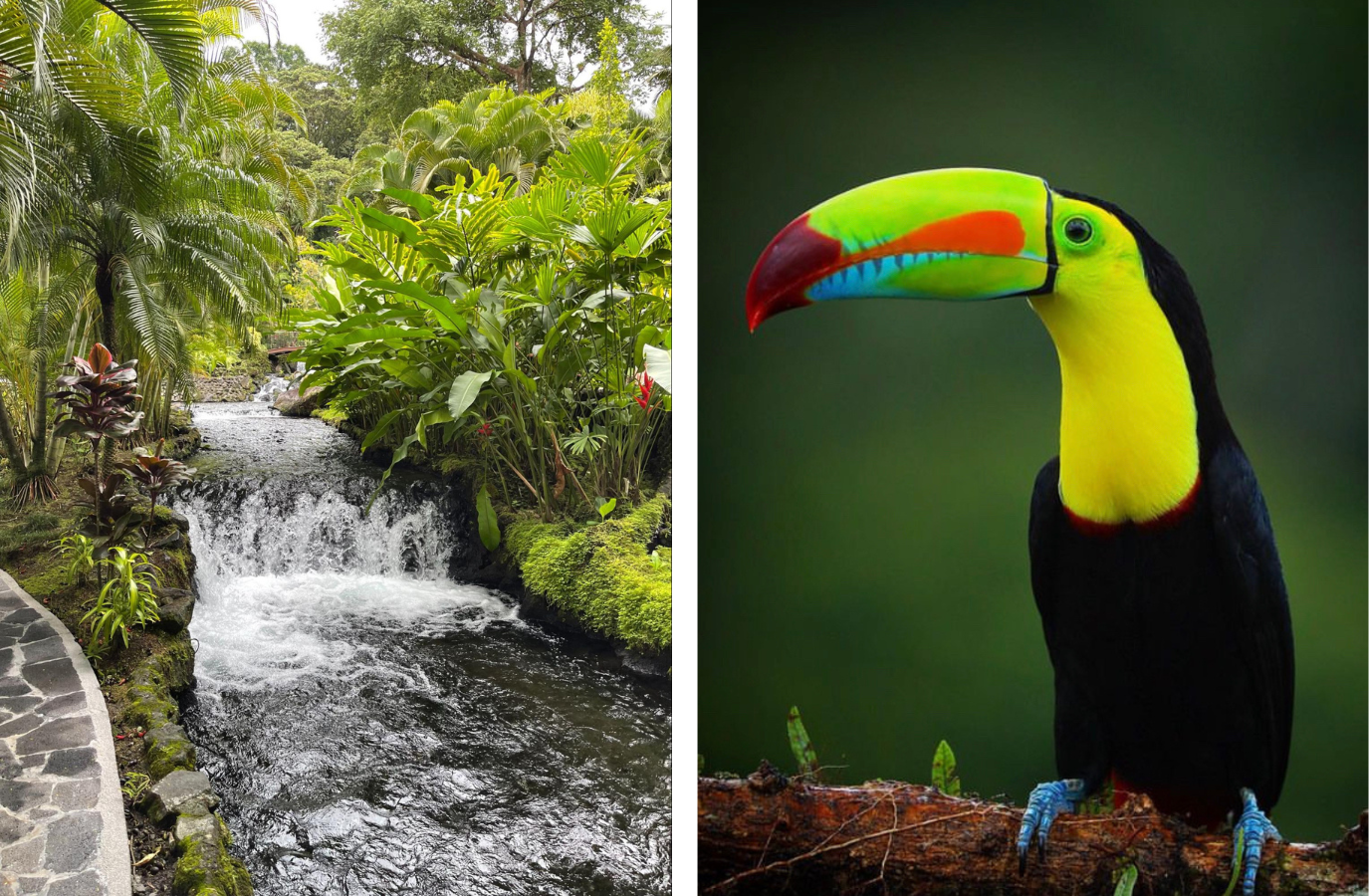 tabacón-hot-springs-in-left-photo-a-toucan-through-a-spotting-scope-in-right-photo-image